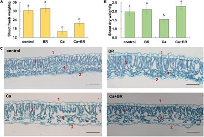 Comparative Physiological and Proteomic Analyses Reveal the Mechanisms of Brassinolide-Mediated Tolerance to Calcium Nitrate Stress in Tomato